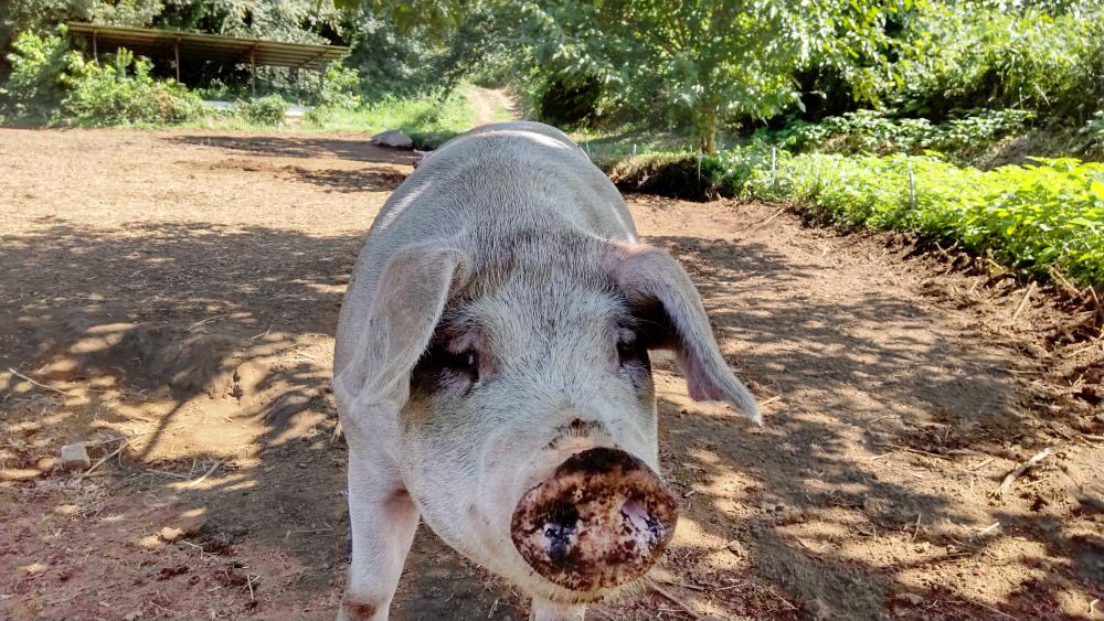 熊本県菊池市の山の中で元気に遊ぶ「走る豚」。